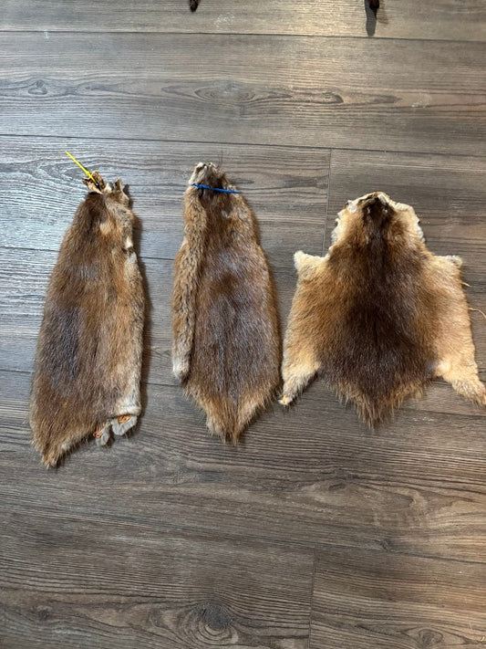 Muskrats