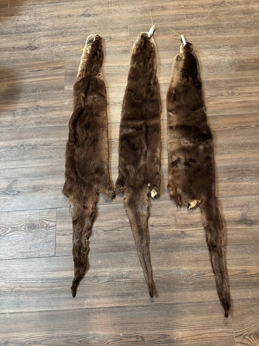 Otter: Grade 1