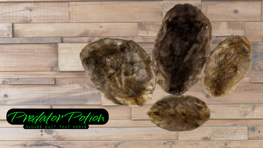 Tanned Beaver Pelt Grade 1