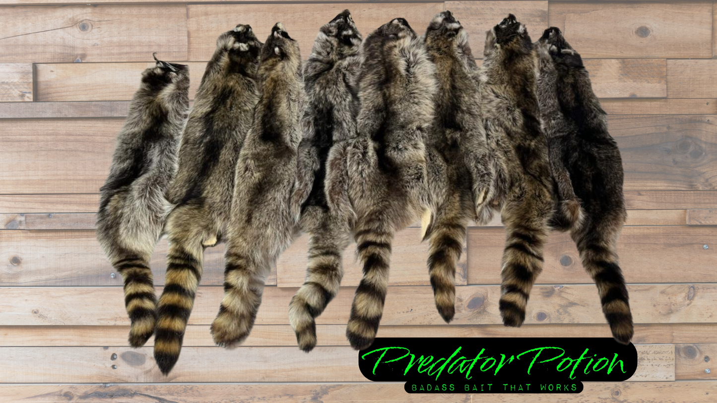 Tanned Raccoon Pelt Grade 3