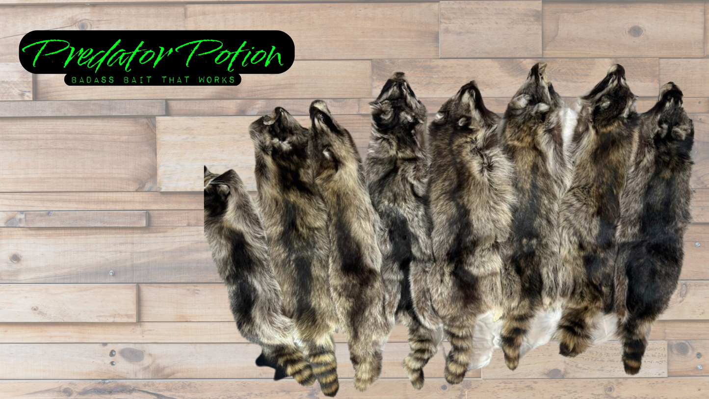 Tanned Raccoon Pelt Grade 1