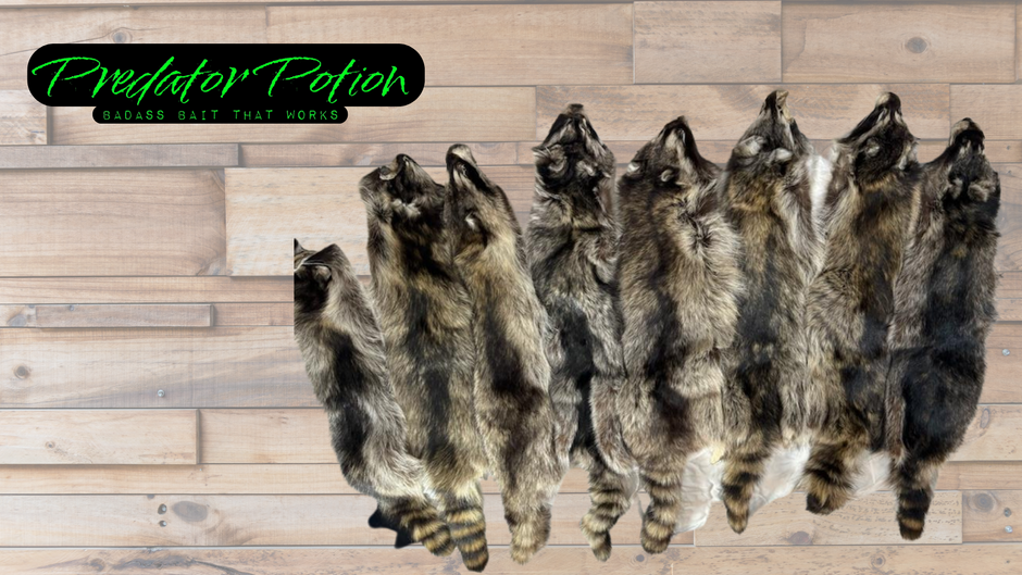 Racoon Pelts Predator Potion Bait and Lure