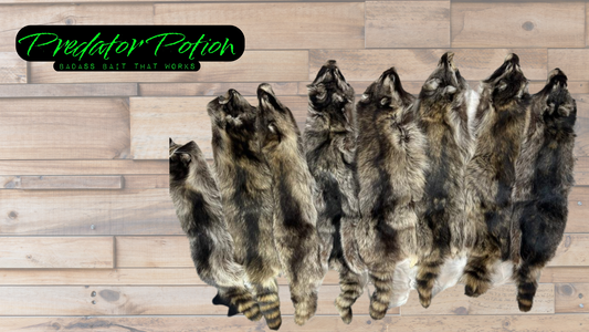 Tanned Raccoon Pelt Grade 3