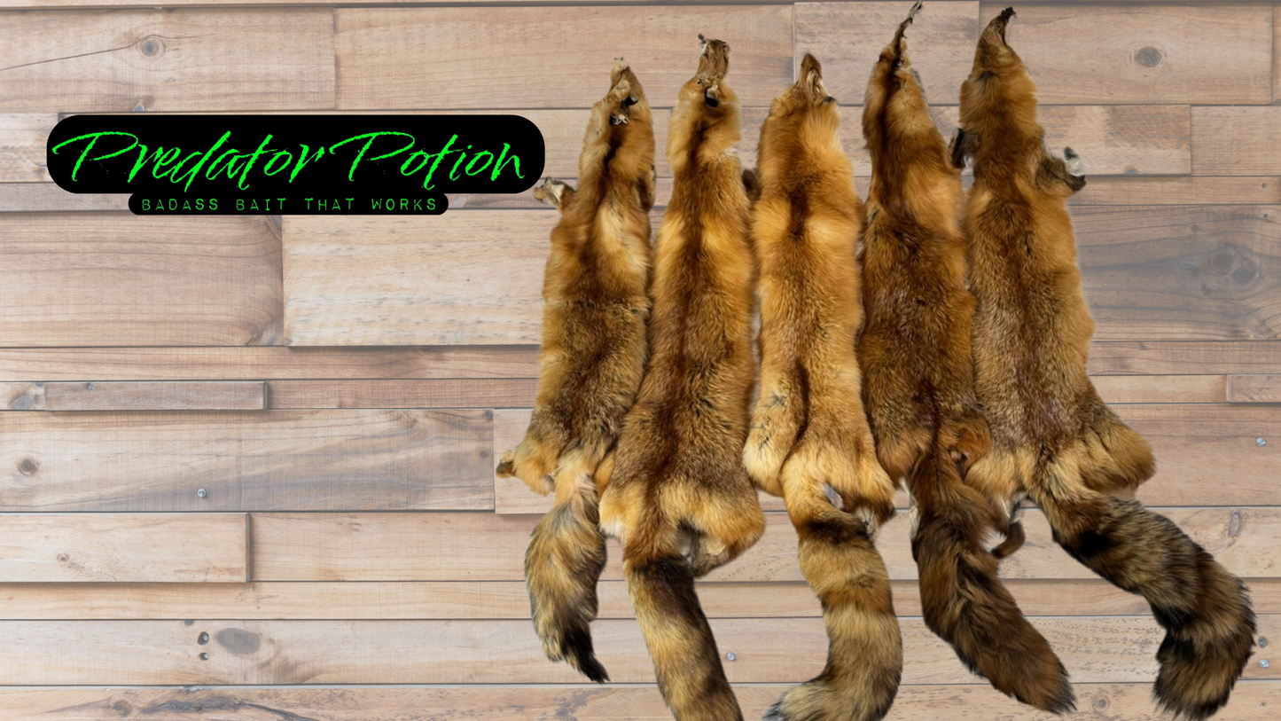 Tanned Red Fox Pelt Grade 1