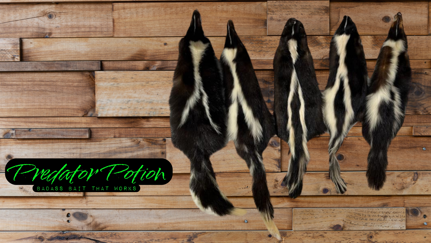 Tanned Skunk Pelts - Grade 1